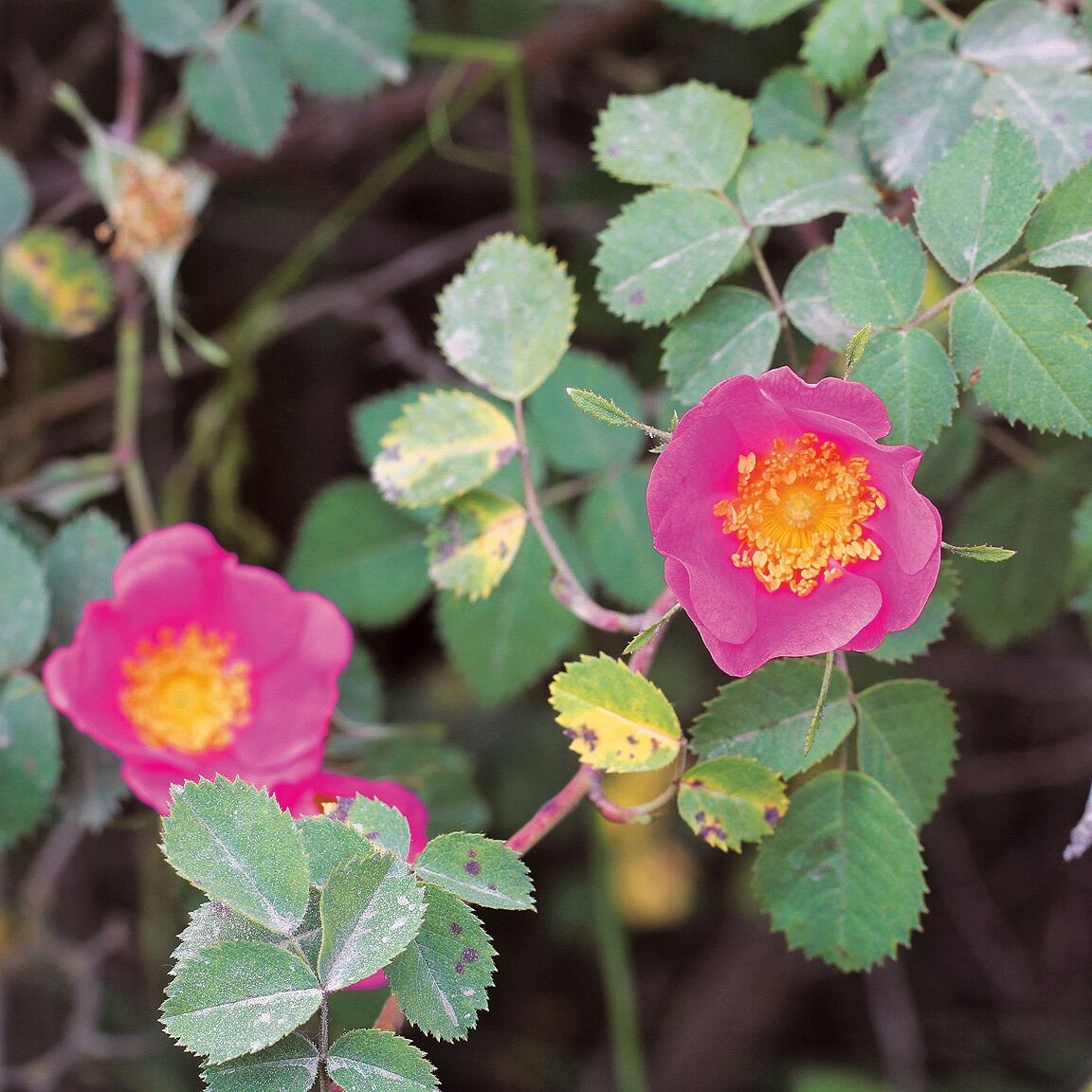 DIY Firming Wild Rose Undereye Cream  | Herbal Academy | Learn all about wild rose in this wild rose herbal monograph and get a recipe for a DIY firming wild rose undereye cream to try as well!