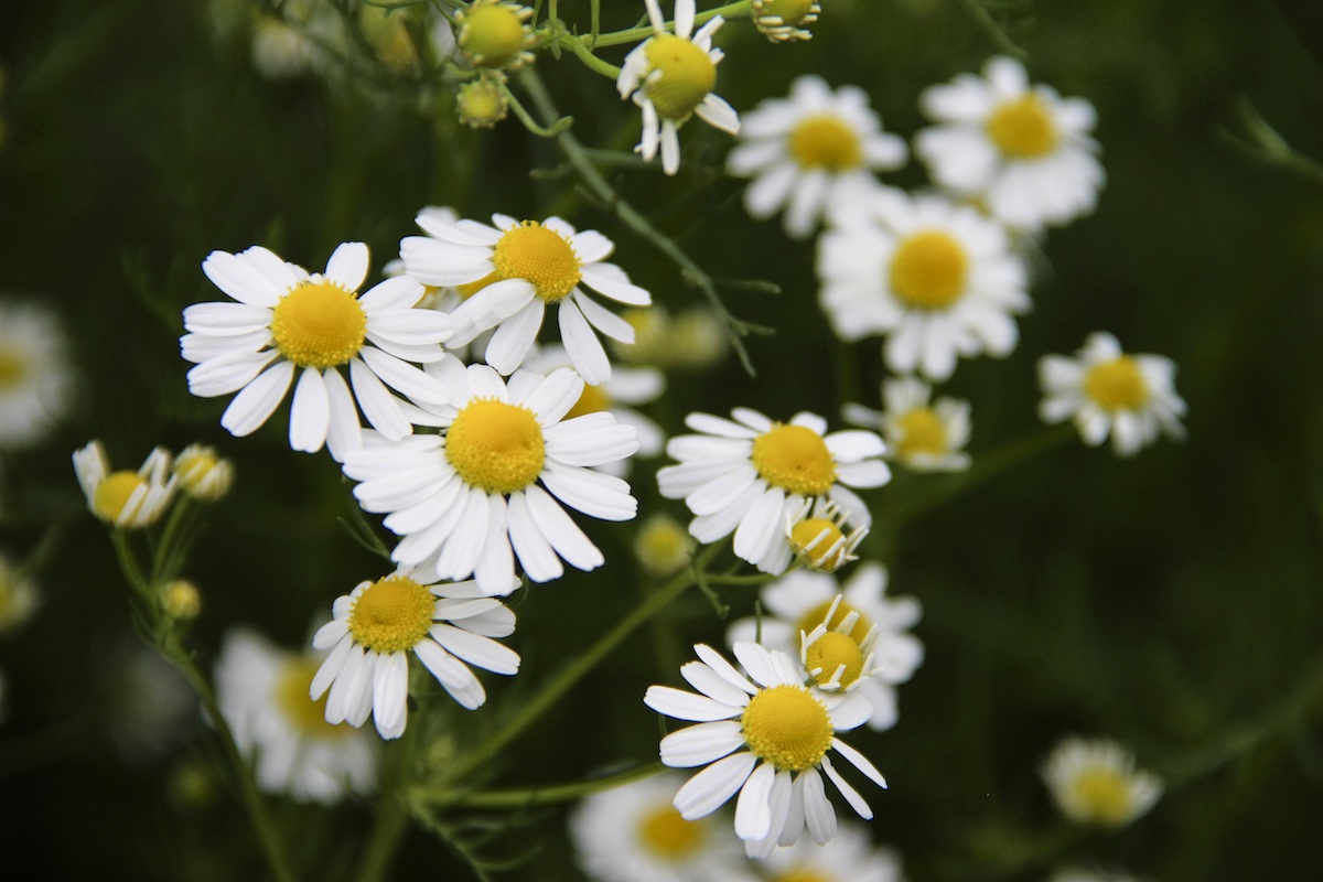 Chamomile flowers in the garden