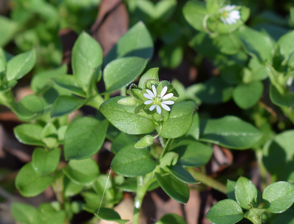 chickweed growing outside