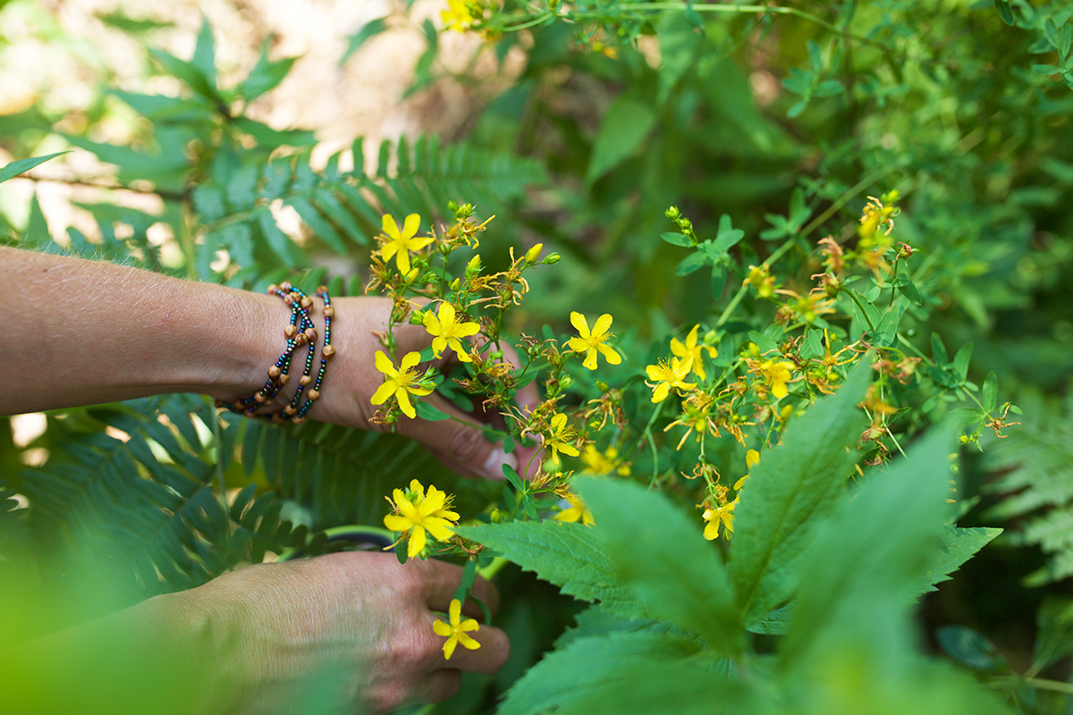 How To Identify And Forage St. John's Wort | Herbal Academy