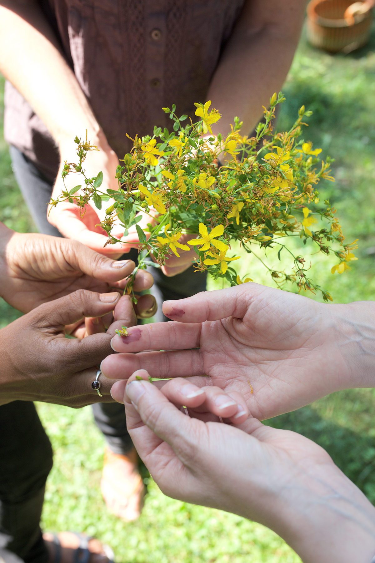 St. John's Wort in Bloom: How To Identify And Forage St. John's Wort | Herbal Academy | Summer is the blooming season for the well-beloved herb, St. John's wort. Learn how to identify and forage St. John's wort in this helpful post!