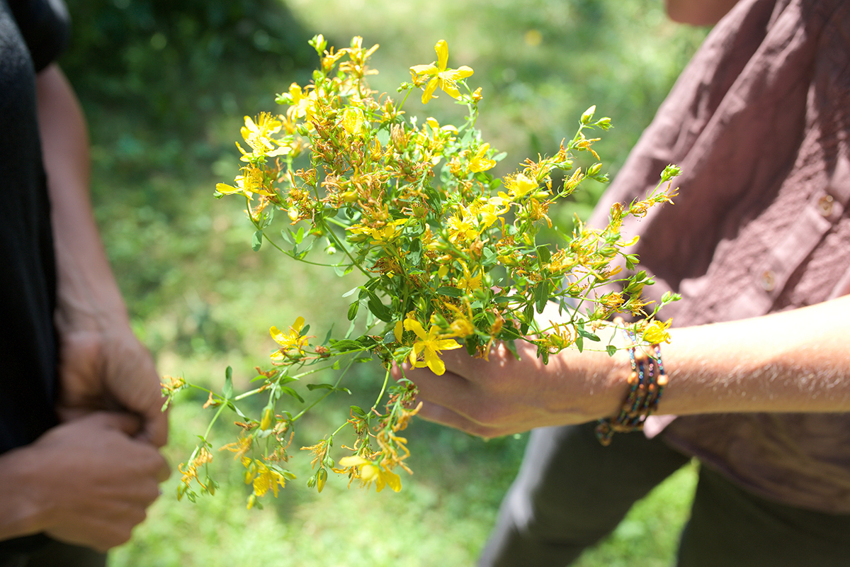 St. John's Wort in Bloom: How To Identify And Forage St. John's Wort | Herbal Academy | Summer is the blooming season for the well-beloved herb, St. John's wort. Learn how to identify and forage St. John's wort in this helpful post!