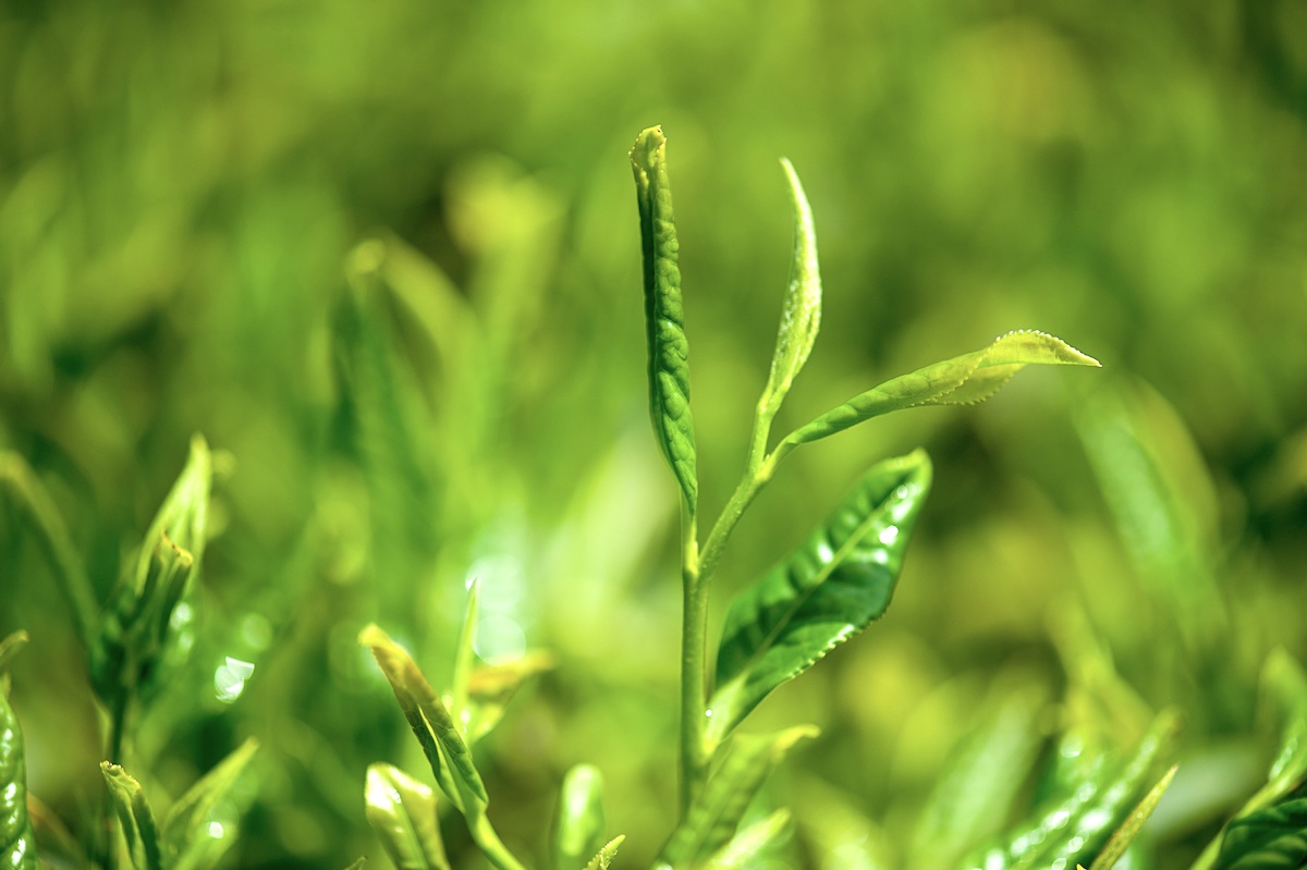 green tea growing