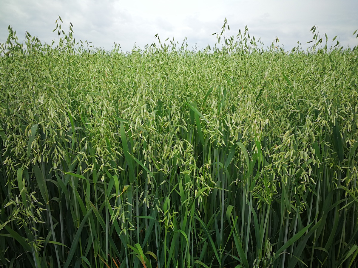 milky oats growing in a field