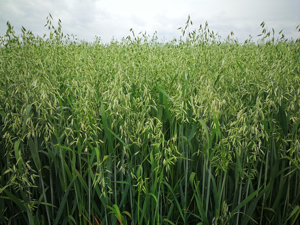 field of milky oat tops