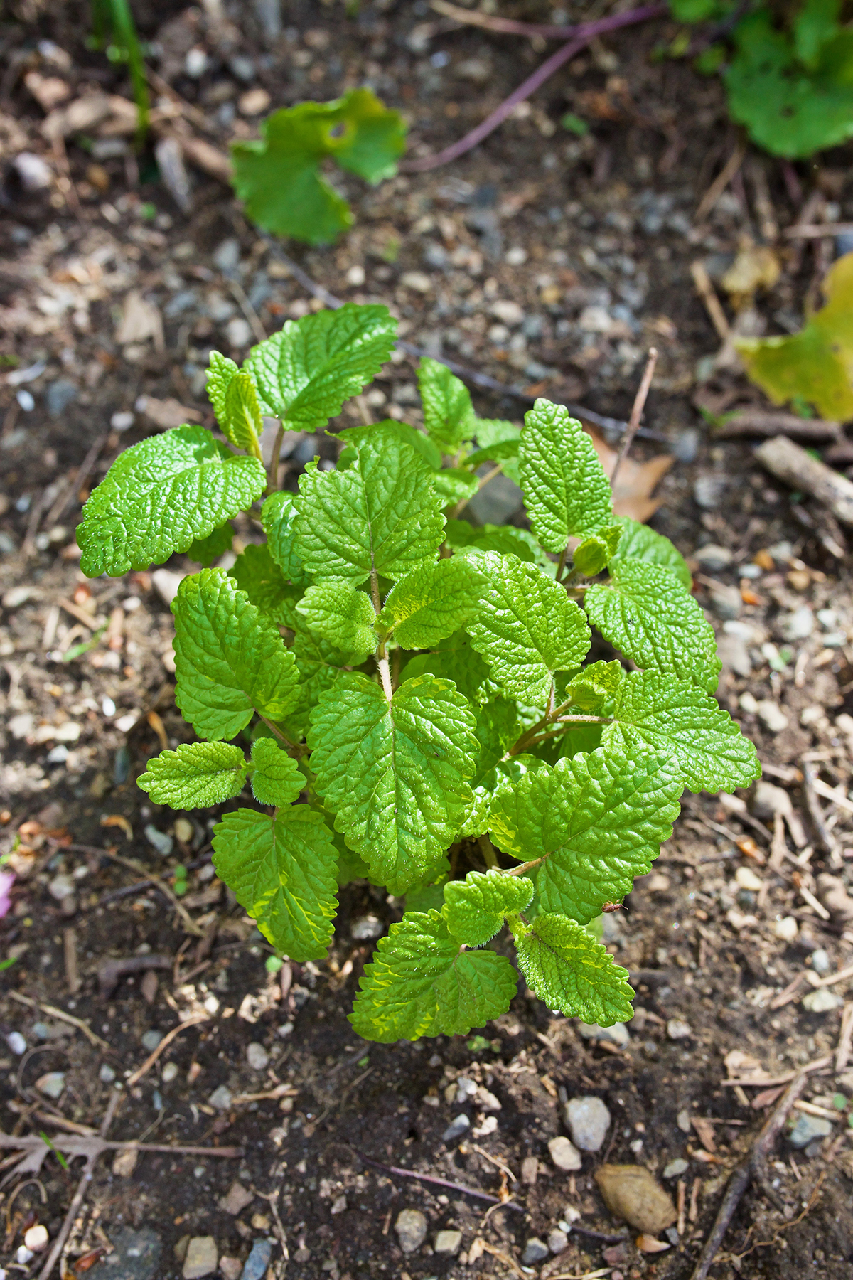 lemon balm growing 