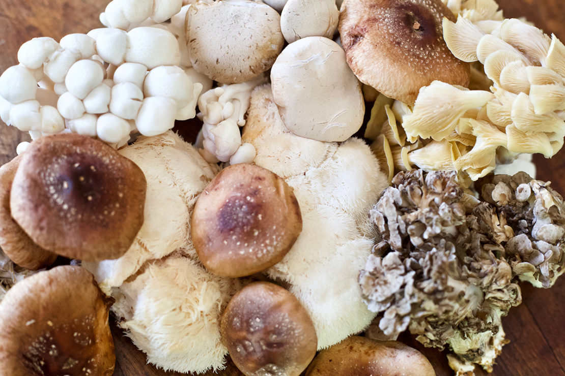 Edible Mushroom Benefits of Six Super Star Mushrooms | Herbal Academy | If tantalizing recipes aren’t enough motivation, knowing the edible mushroom benefits of some of the best fungi available may provide further inspiration.