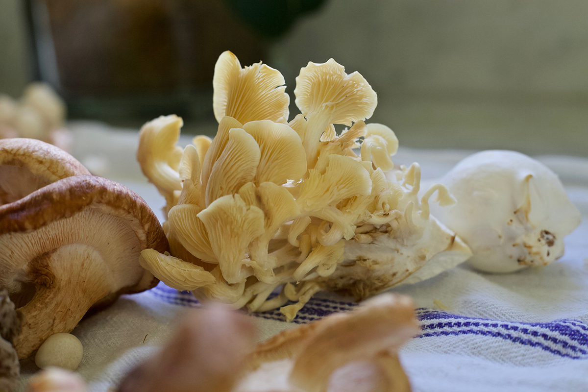 Edible Mushroom Benefits of Six Super Star Mushrooms | Herbal Academy | If tantalizing recipes aren’t enough motivation, knowing the edible mushroom benefits of some of the best fungi available may provide further inspiration.