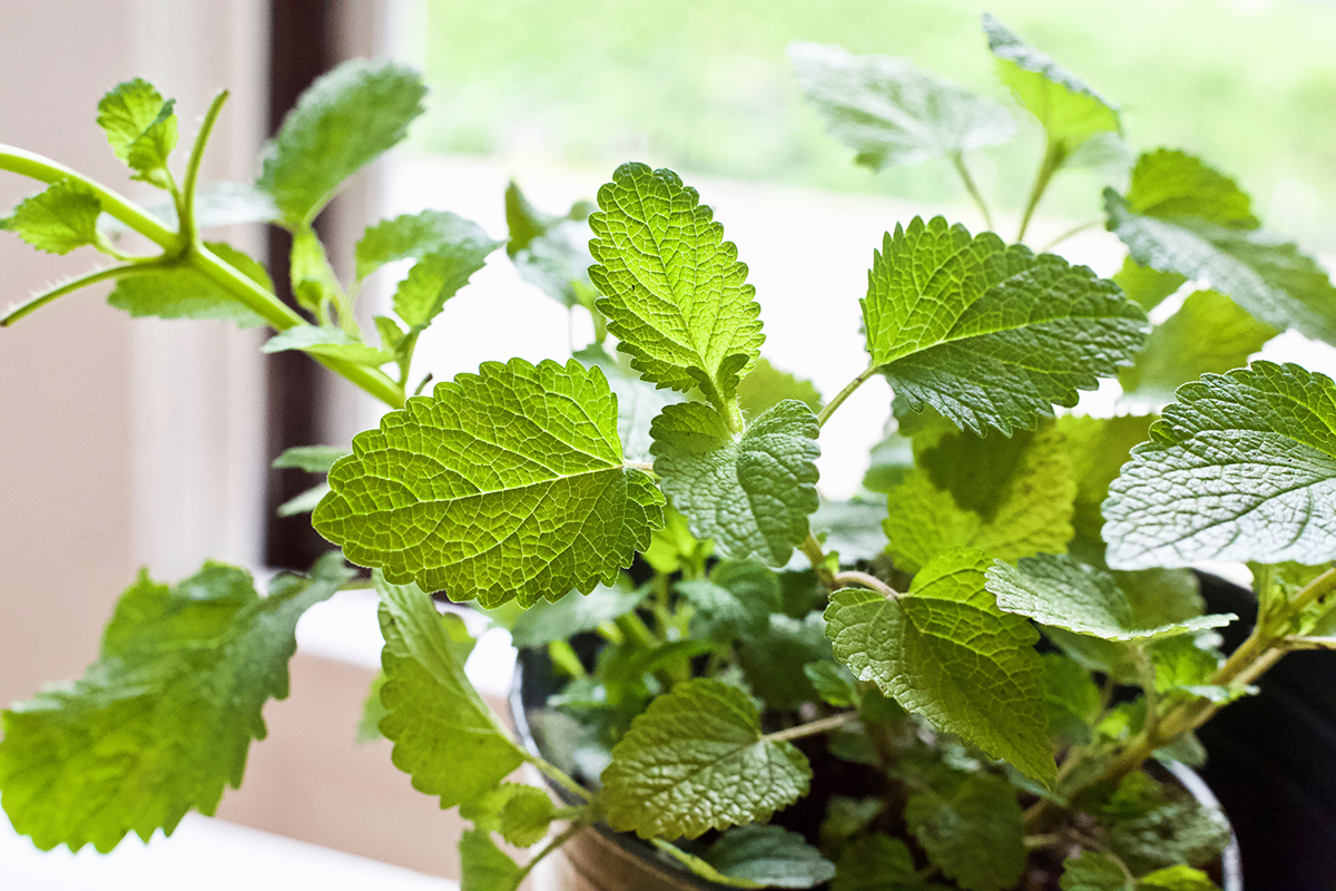 Easy DIY Bee Sting Poultice | Herbal Academy | As beautiful as it is to be outdoors in nature with the bees—sometimes you get stung! Learn how to make an herbal DIY bee sting poultice in this article.