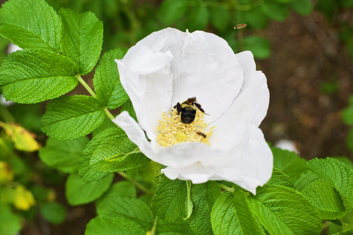 Easy DIY Bee Sting Poultice | Herbal Academy | As beautiful as it is to be outdoors in nature with the bees—sometimes you get stung! Learn how to make an herbal DIY bee sting poultice in this article.