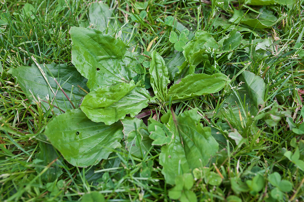 Easy DIY Bee Sting Poultice | Herbal Academy | As beautiful as it is to be outdoors in nature with the bees—sometimes you get stung! Learn how to make an herbal DIY bee sting poultice in this article.