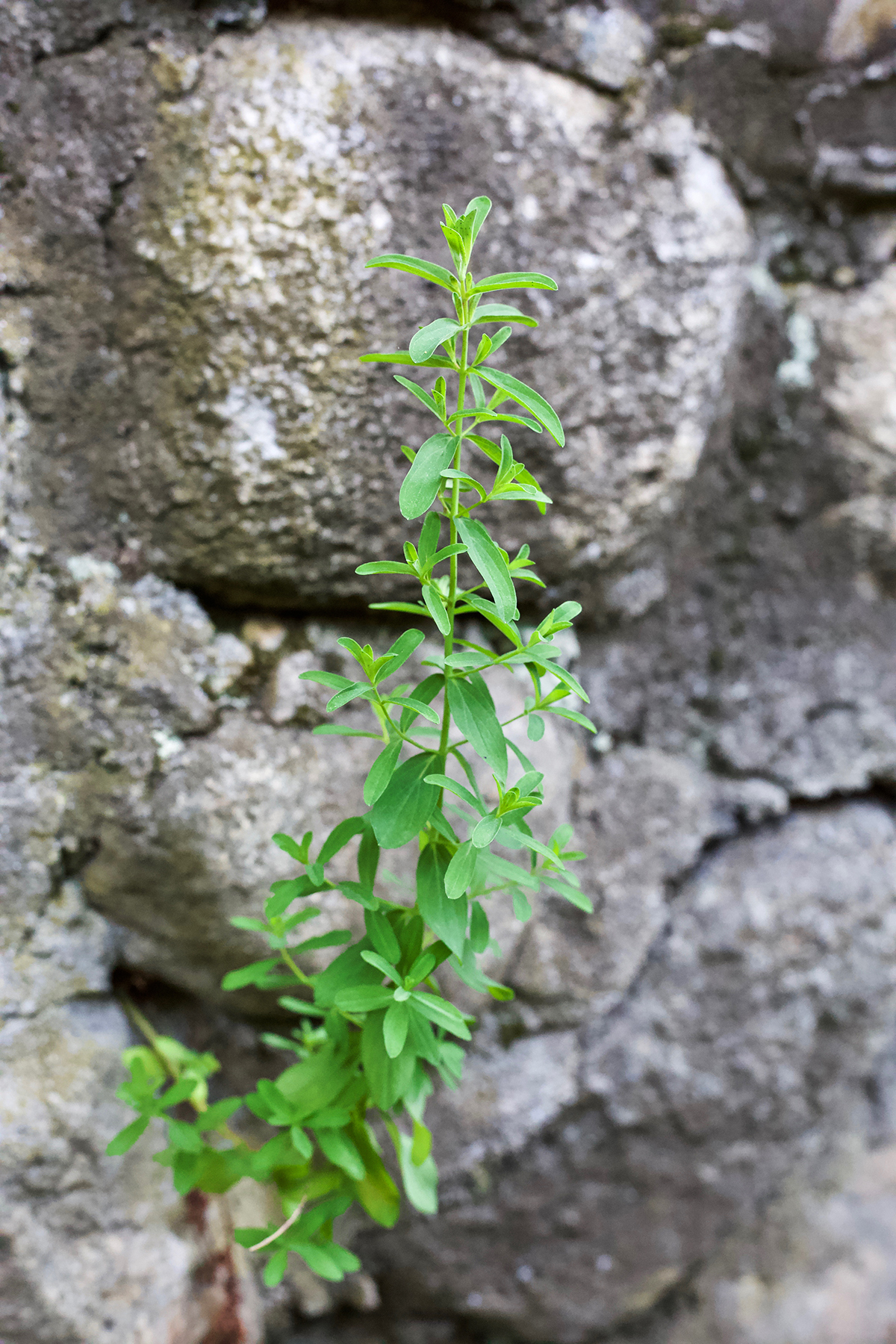 How To Identify And Forage St. John's Wort Herbal Academy