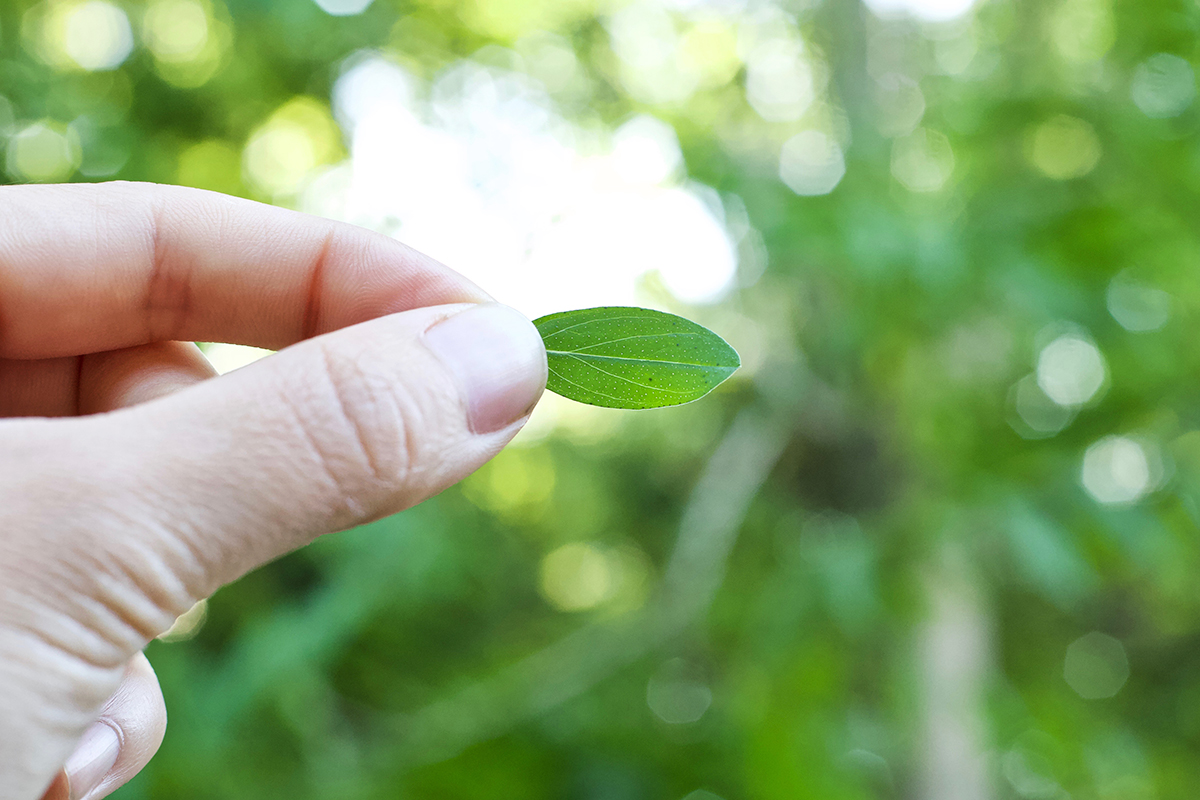 St. John's Wort in Bloom: How To Identify And Forage St. John's Wort | Herbal Academy | Summer is the blooming season for the well-beloved herb, St. John's wort. Learn how to identify and forage St. John's wort in this helpful post!