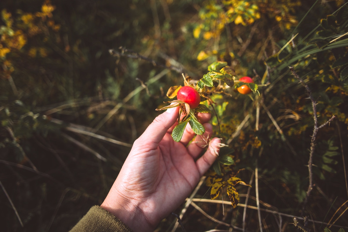 Discover this shimmering jam that perfectly captures the subtle beauty of the changing seasons: a Rosey Rose Hip Jam recipe. hand harvesting rose hips