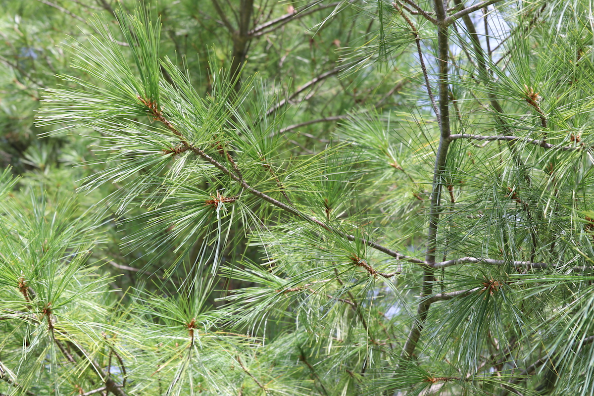 Winter Foraging with White Pine — Solidago School of Herbalism