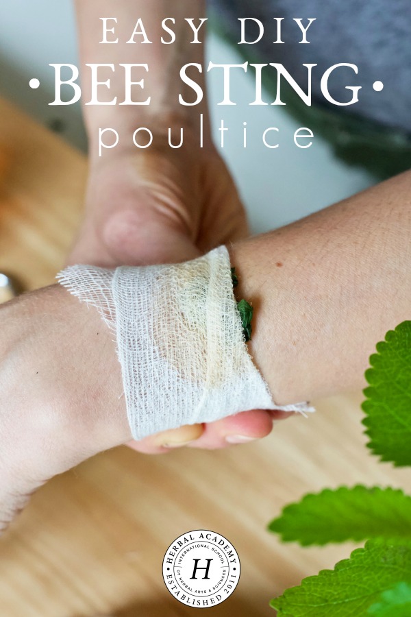 Easy DIY Bee Sting Poultice | Herbal Academy | As beautiful as it is to be outdoors in nature with the bees—sometimes you get stung! Learn how to make an herbal DIY bee sting poultice in this article.