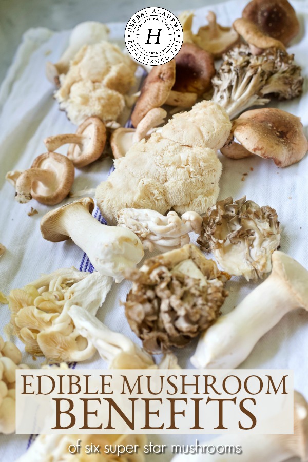 Edible Mushroom Benefits of Six Super Star Mushrooms | Herbal Academy | If tantalizing recipes aren’t enough motivation, knowing the edible mushroom benefits of some of the best fungi available may provide further inspiration.