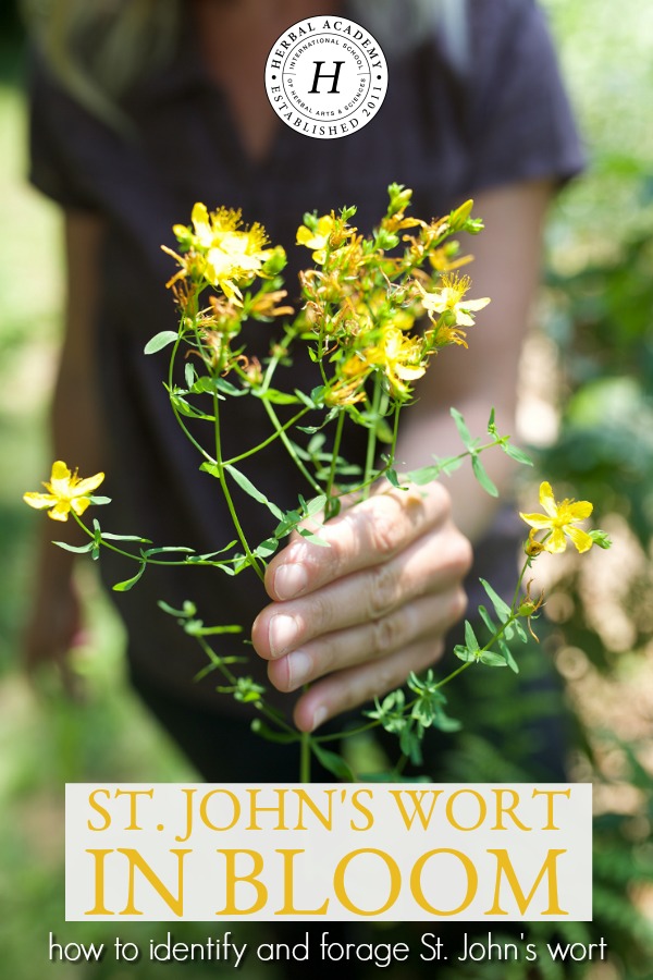 St. John's Wort in Bloom: How To Identify And Forage St. John's Wort | Herbal Academy | Summer is the blooming season for the well-beloved herb, St. John's wort. Learn how to identify and forage St. John's wort in this helpful post!