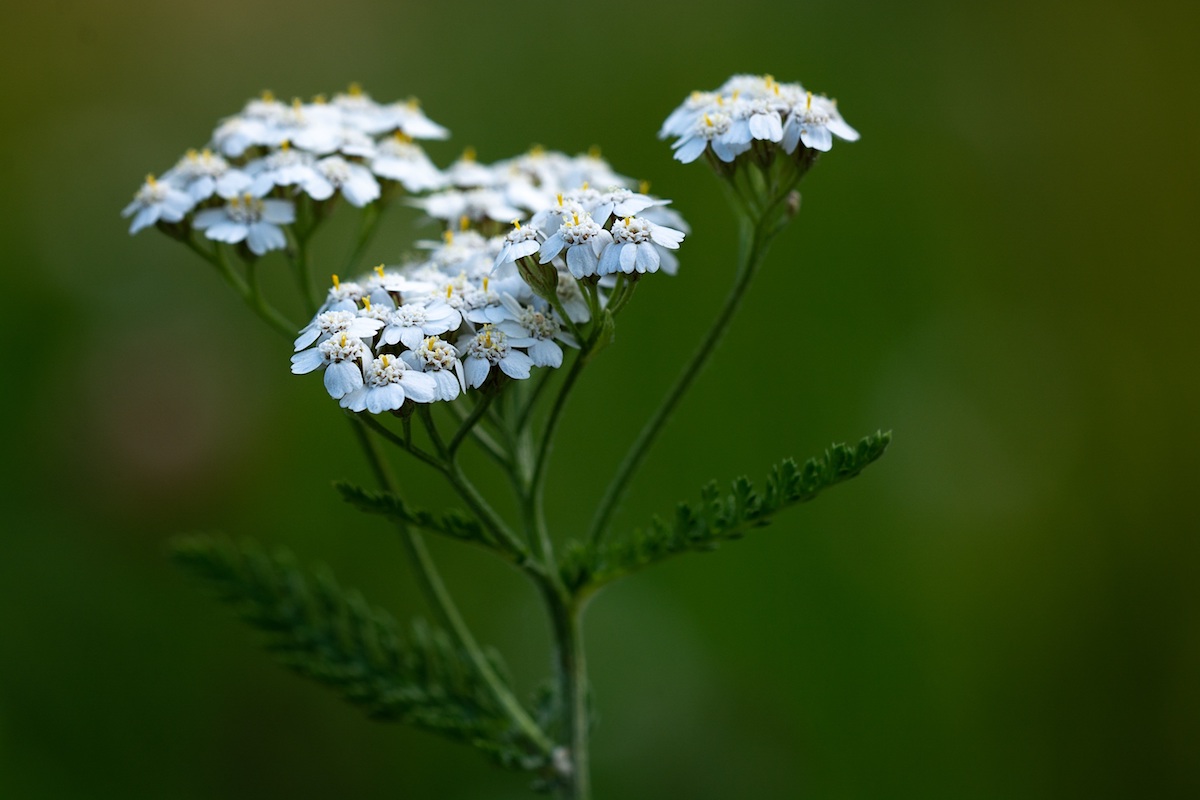 Try A Cooling Herbal Compress for Hot Summer Days | Herbal Academy | One way to keep the heat at bay while enjoying summer weather is to make a cooling herbal compress from herbs like peppermint, yarrow, and chamomile.