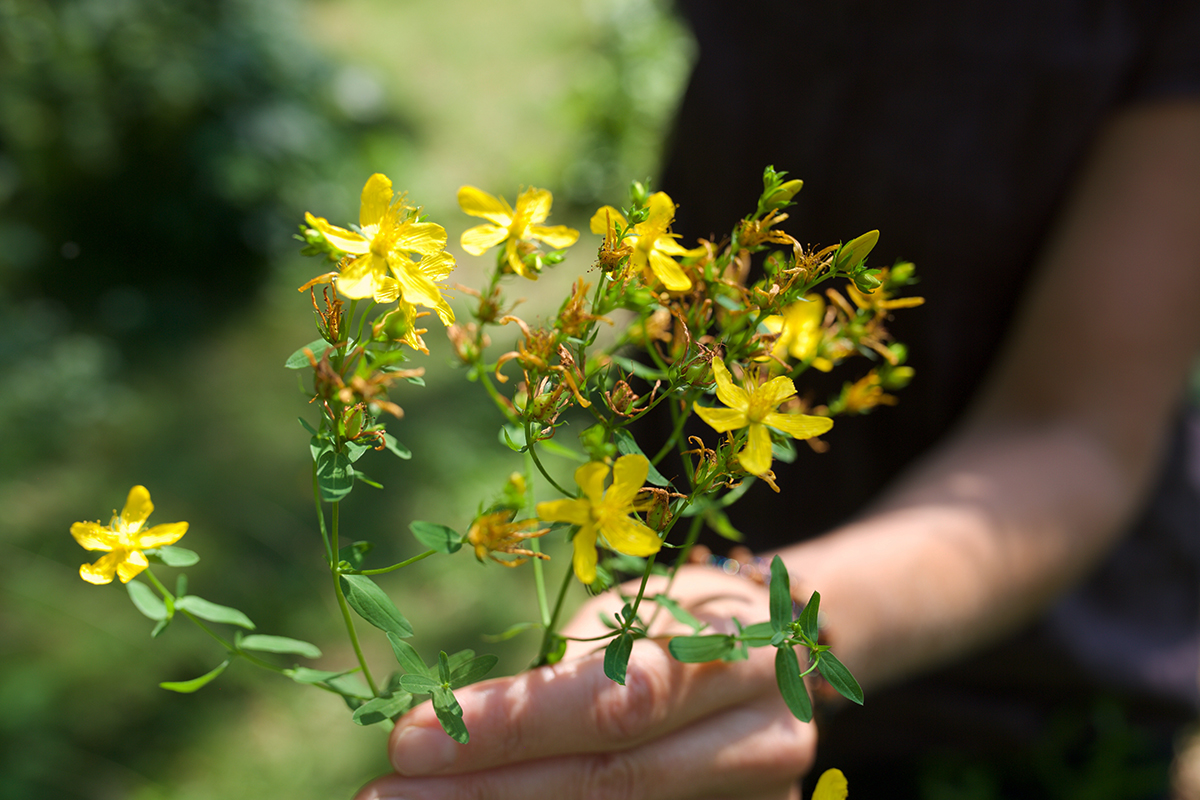 Two Basic St. John’s Wort Preparations To Keep In Stock | Herbal Academy | While there are many applications for use with St. John’s wort, here are two of our favorite basic St. John’s wort preparations to keep on hand.