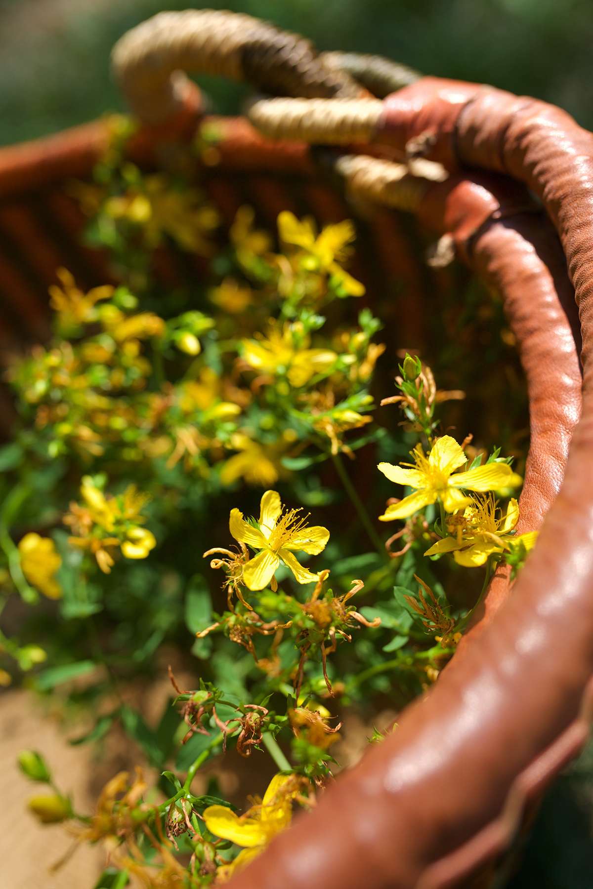 Two Basic St. John’s Wort Preparations To Keep In Stock | Herbal Academy | While there are many applications for use with St. John’s wort, here are two of our favorite basic St. John’s wort preparations to keep on hand.