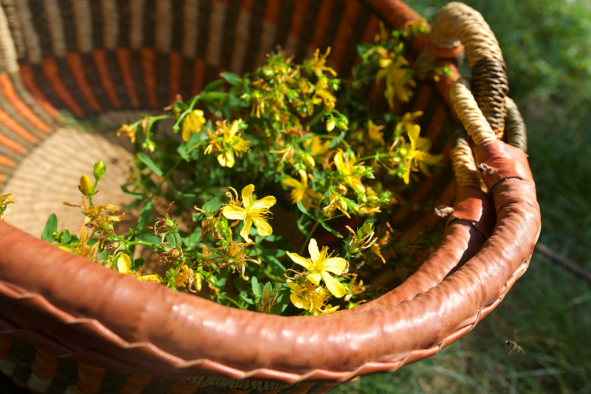 Two Basic St. John’s Wort Preparations To Keep In Stock | Herbal Academy | While there are many applications for use with St. John’s wort, here are two of our favorite basic St. John’s wort preparations to keep on hand.