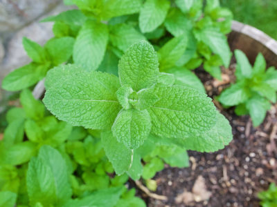 4 Tips to Control Mint in the Garden | Herbal Academy | If you've ever wondered how to control mint in your herb garden, this post is for you. Here are 4 tips to help you keep your mint plants under control! 