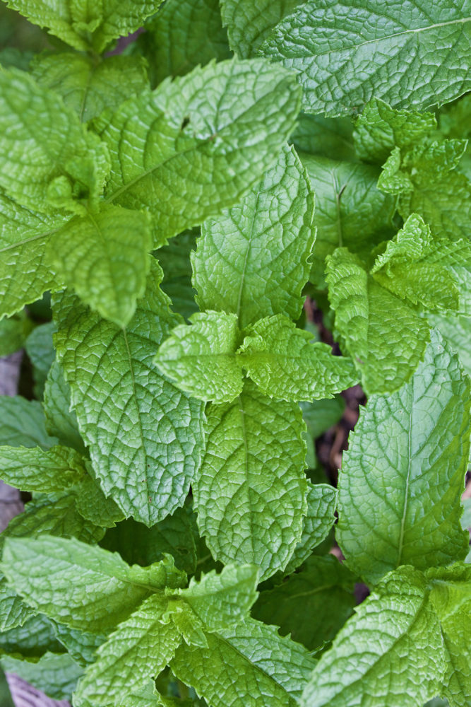 4 Tips to Control Mint in the Garden – Herbal Academy