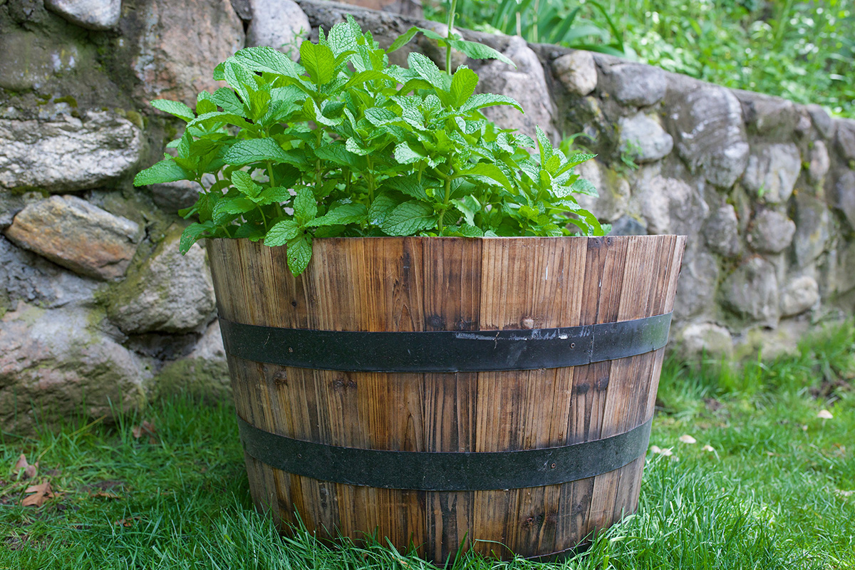 mint in a wooden container