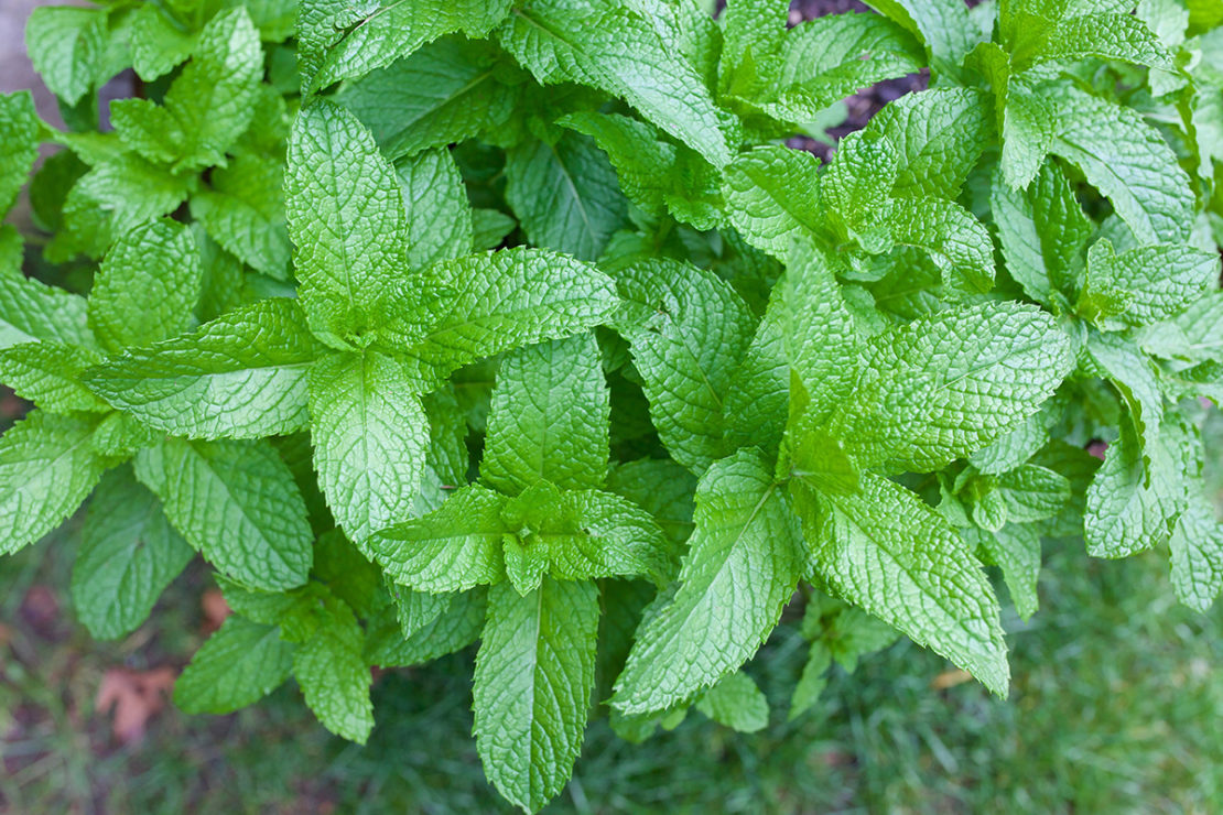 4 Tips to Control Mint in the Garden Herbal Academy