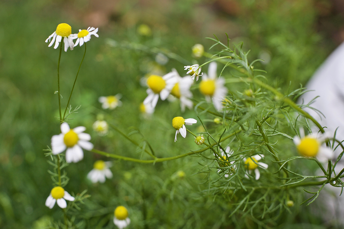 chamomile flowers in the wild