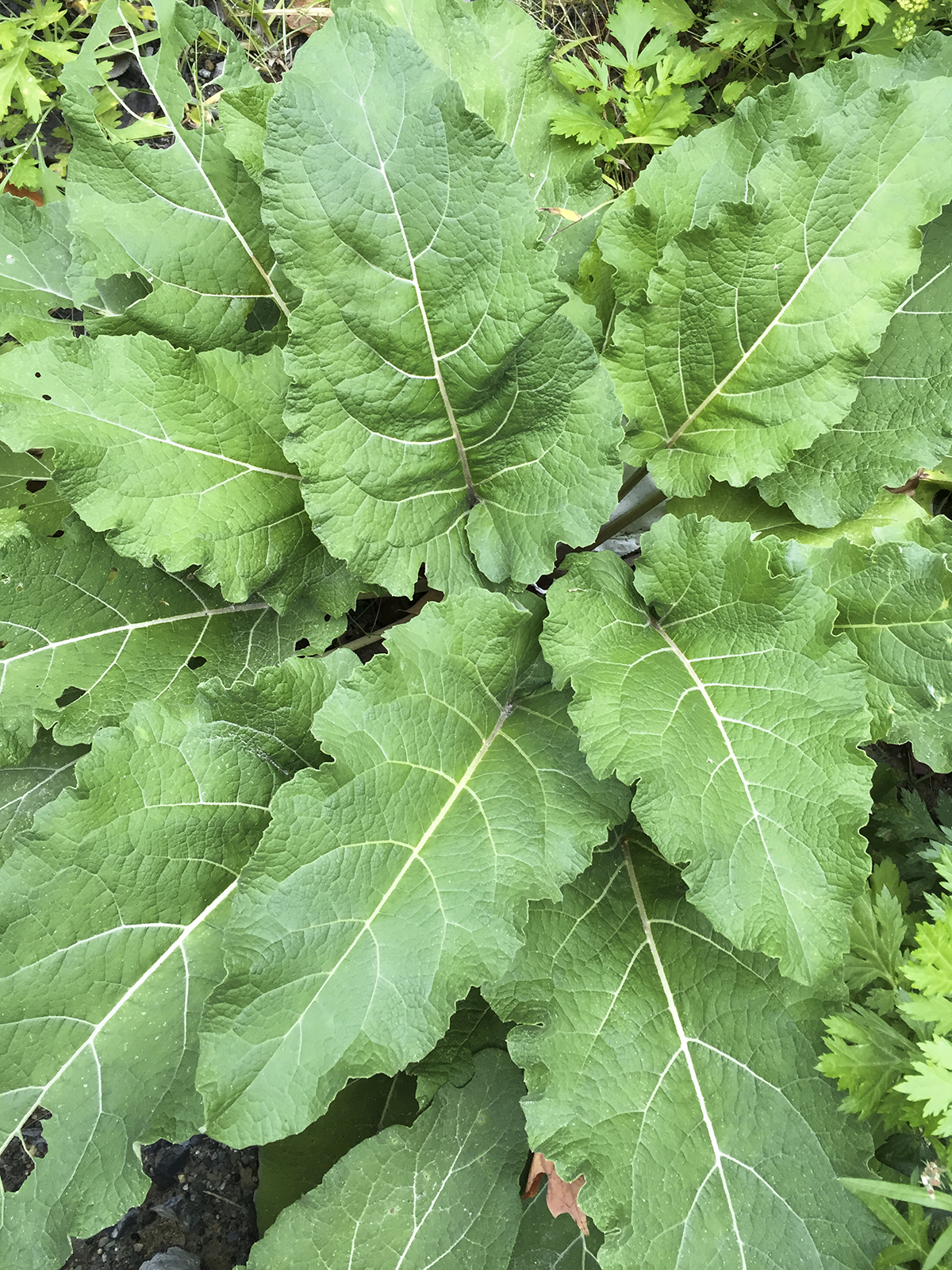 burdock growing outside