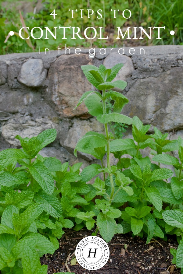4 Tips to Control Mint in the Garden | Herbal Academy | If you've ever wondered how to control mint in your herb garden, this post is for you. Here are 4 tips to help you keep your mint plants under control! 