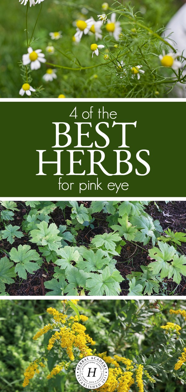 4 of the Best Herbs for Pink Eye | Herbal Academy | Looking for herbs to help soothe the discomfort of pink eye and ease symptoms faster? Here's are some of the best herbs for this common childhood ailment.