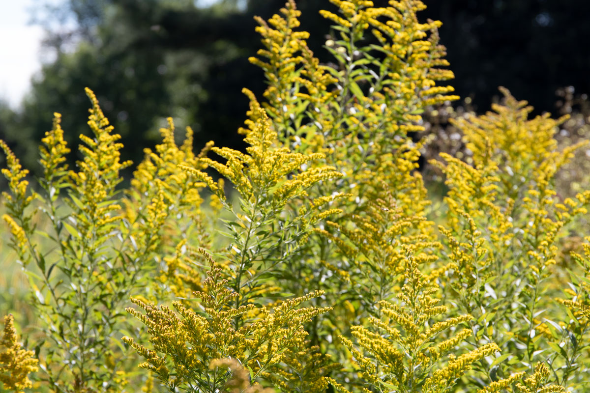 goldenrod growing outside