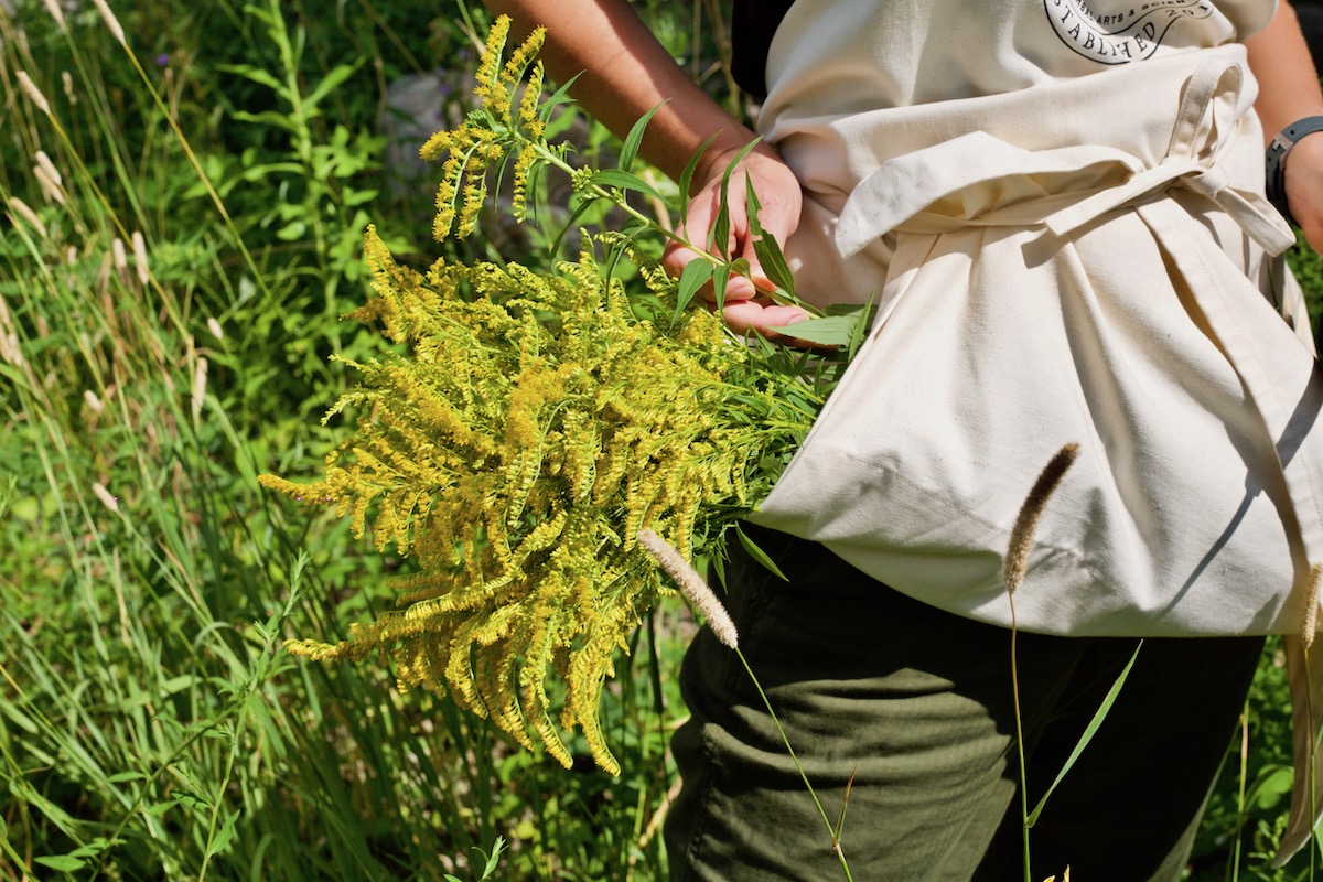 3 Late-Summer Herbs and How to Use Them | Herbal Academy | Let's take a look at three lesser-known late-summer herbs that bloom towards the end of the summer and provide benefits as the season comes to a close.