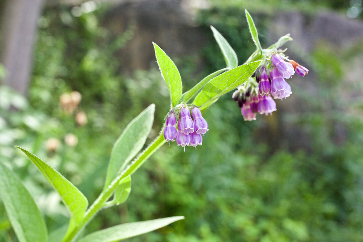 Comfrey Cream Recipe for Achy Joints and Muscles | Herbal Academy | Learn how to make this simple comfrey cream recipe featuring comfrey root tincture to ease achy joints and muscles naturally.