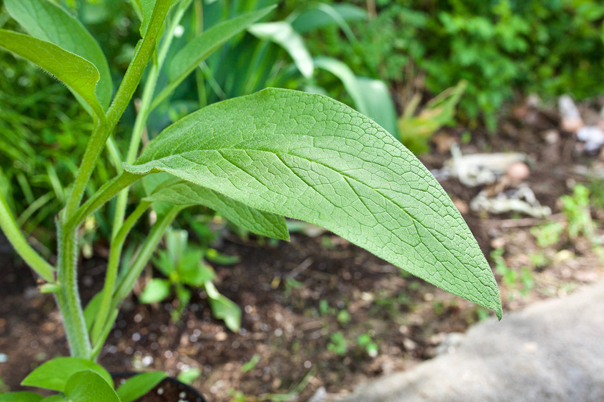The Comfrey Controversy: Can And Should One Use Comfrey Internally? | Herbal Academy | Should you use comfrey internally? This article will explore the benefits, traditional uses, and safety of comfrey to answer this commonly debated question.