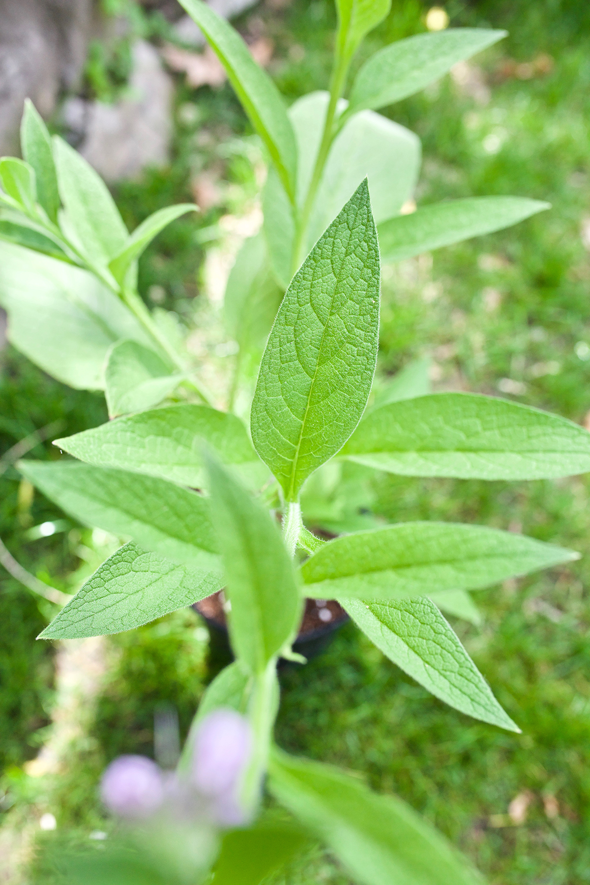 The Comfrey Controversy: Can And Should One Use Comfrey Internally? | Herbal Academy | Should you use comfrey internally? This article will explore the benefits, traditional uses, and safety of comfrey to answer this commonly debated question.