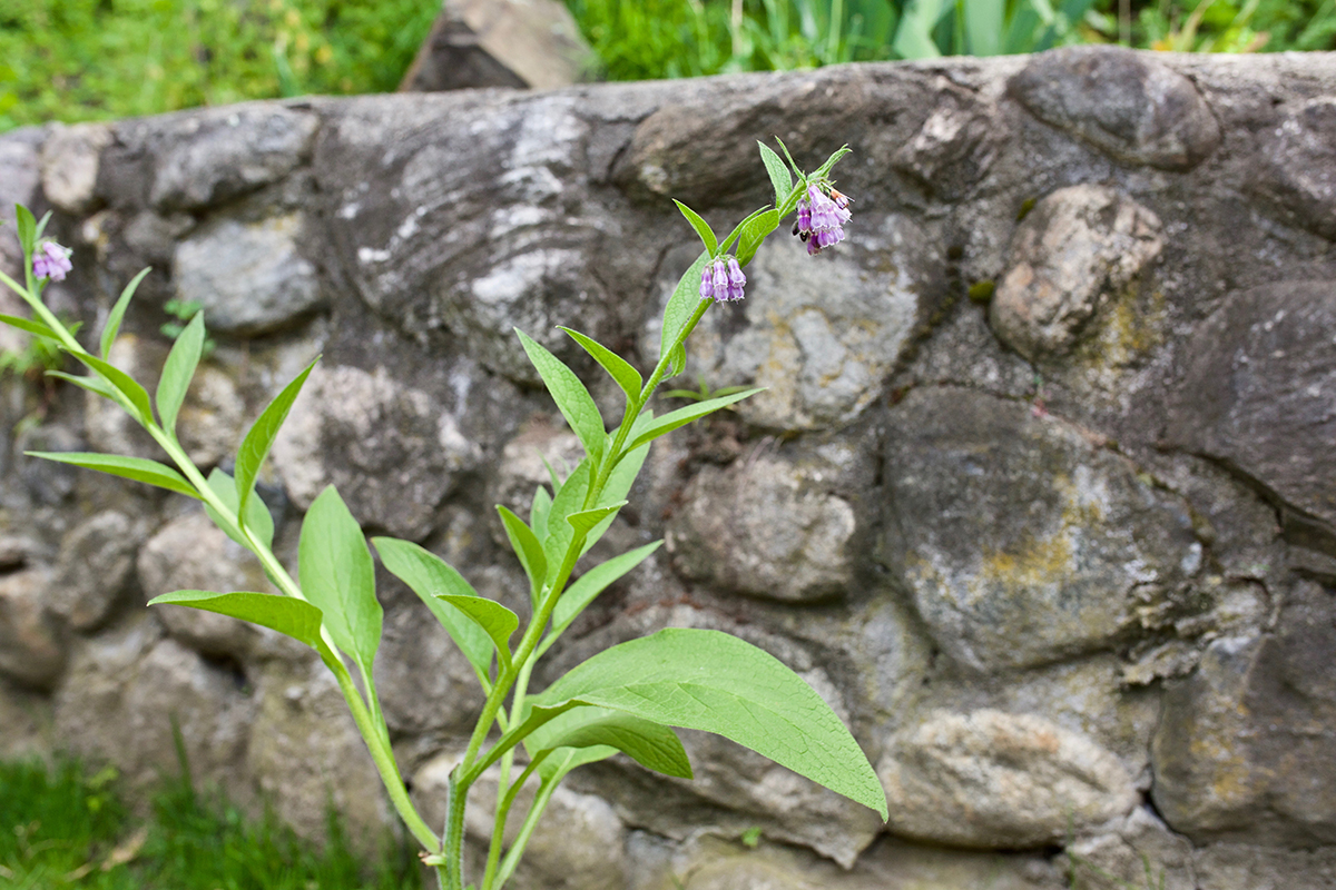 The Comfrey Controversy: Can And Should One Use Comfrey Internally? | Herbal Academy | Should you use comfrey internally? This article will explore the benefits, traditional uses, and safety of comfrey to answer this commonly debated question.