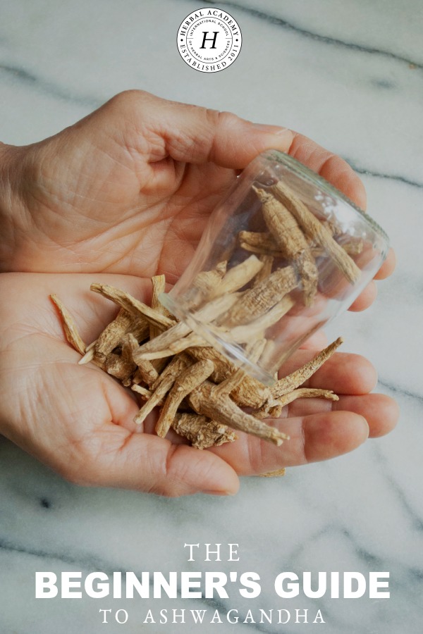 The Beginner's Guide To Ashwagandha | Herbal Academy | Ashwagandha root is known by a number of names, and its usages are more plentiful than its aliases. Learn about using ashwagandha for wellness in this post.