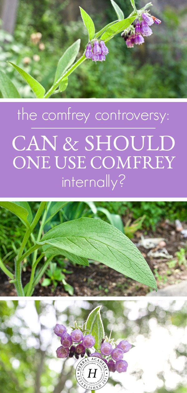 The Comfrey Controversy: Can And Should One Use Comfrey Internally? | Herbal Academy | Should you use comfrey internally? This article will explore the benefits, traditional uses, and safety of comfrey to answer this commonly debated question.