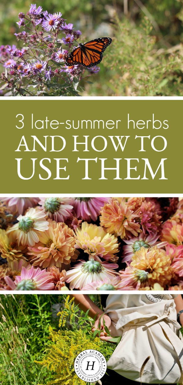 3 Late-Summer Herbs and How to Use Them | Herbal Academy | Let's take a look at three lesser-known late-summer herbs that bloom towards the end of the summer and provide benefits as the season comes to a close.
