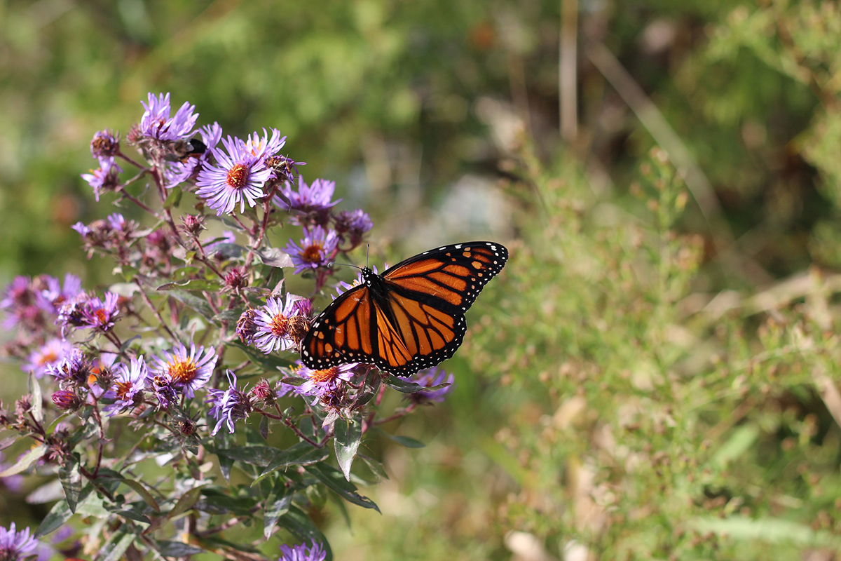 3 Late-Summer Herbs and How to Use Them | Herbal Academy | Let's take a look at three lesser-known late-summer herbs that bloom towards the end of the summer and provide benefits as the season comes to a close.