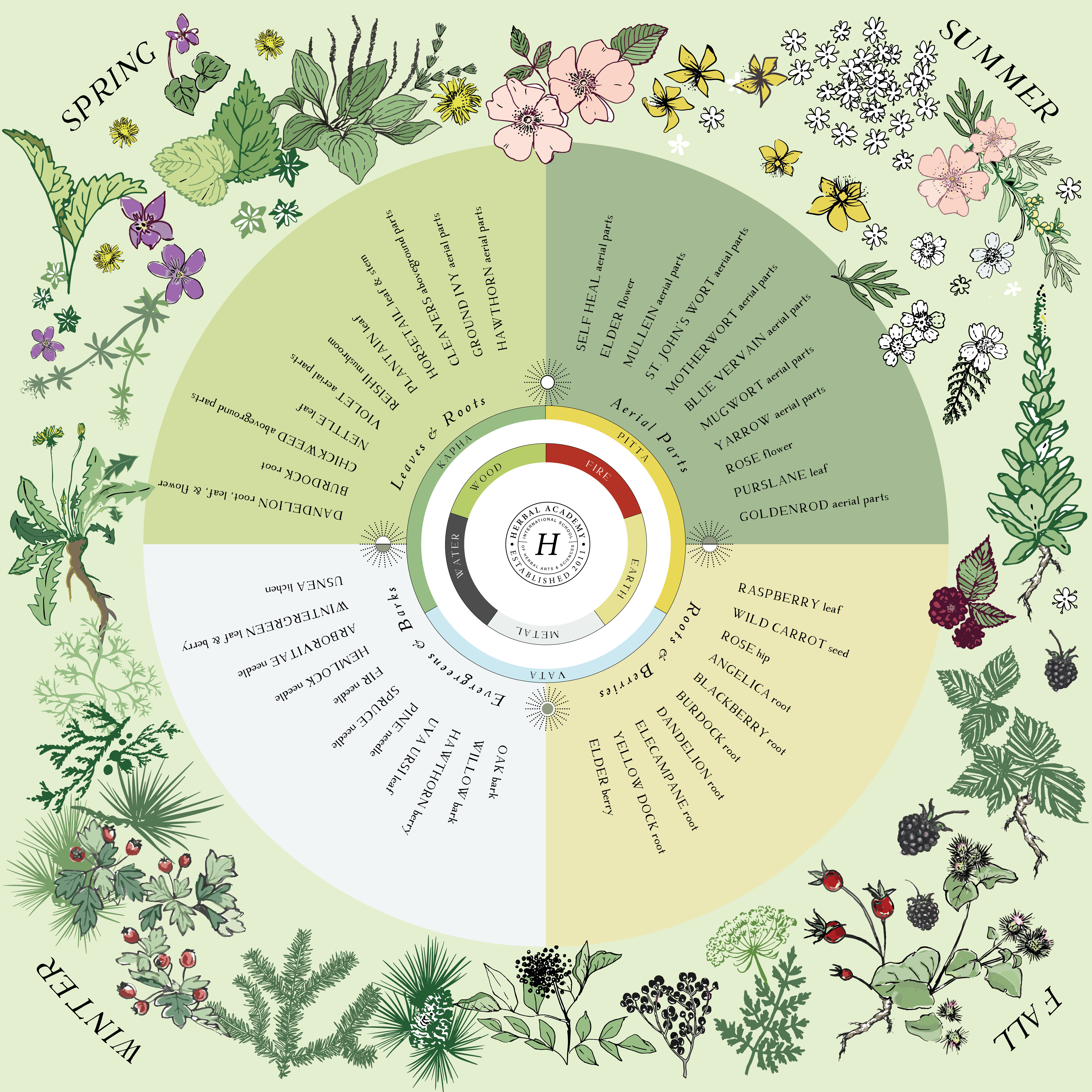 Seasonal Foraging Poster by the Herbal Academy