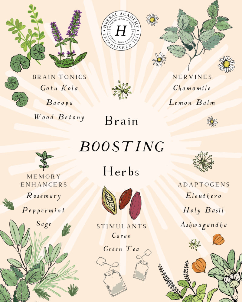 Our Favorite Herbs to Help You Get Your Study On (Plus, a DIY Memory Tonic Tea Recipe!) | Herbal Academy | Here are some of our favorite study herbs that can help you cope with stress, stay focused, and calm your mind during this hectic back to school season!