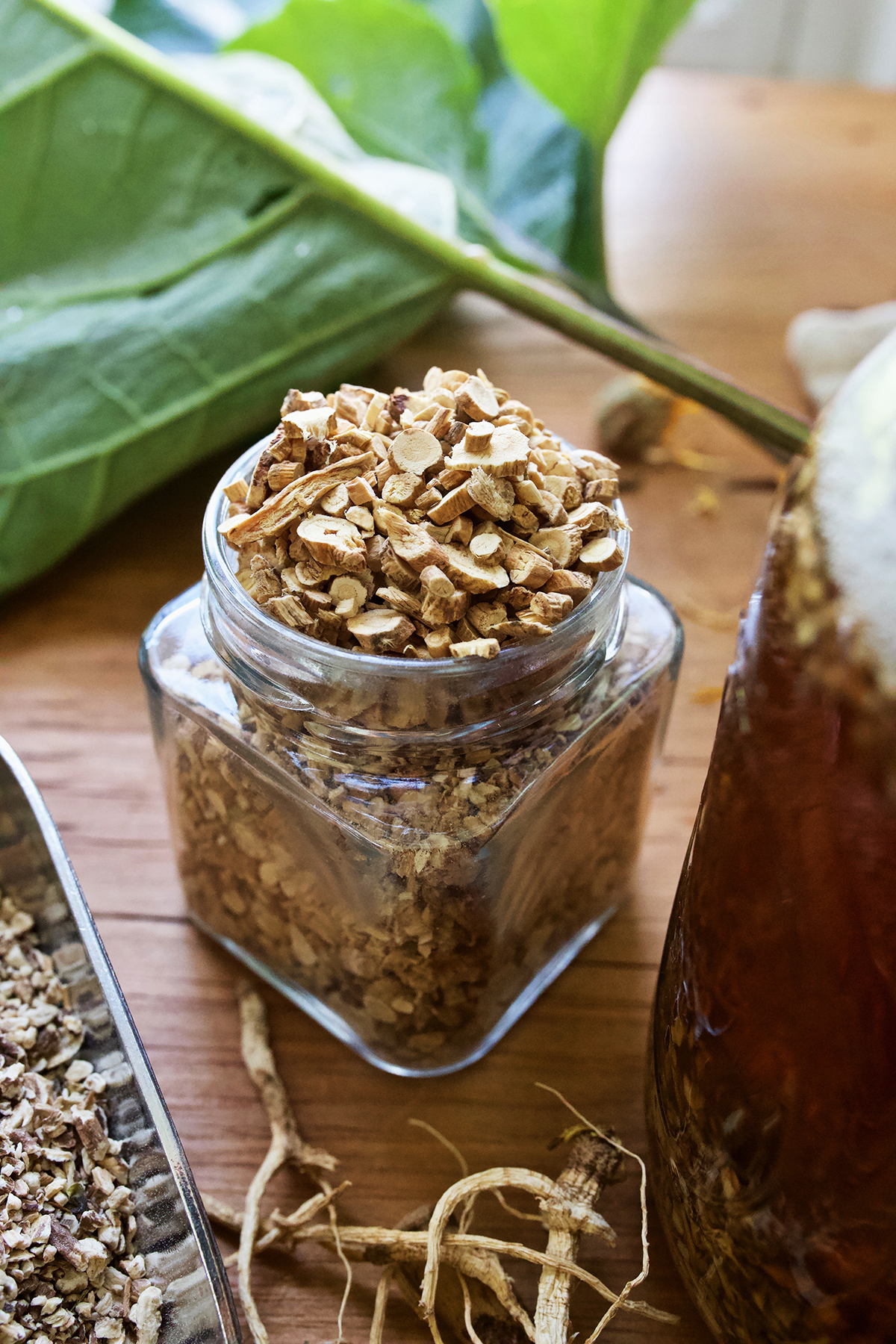 How to Make a DIY Autumn Root Tonic | Herbal Academy | When autumn shows its signs, it may be time to incorporate herbal roots into your diet in the form of an autumn root tonic to support your vitality.