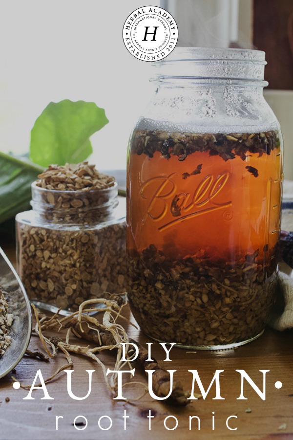 How to Make a DIY Autumn Root Tonic | Herbal Academy | When autumn shows its signs, it may be time to incorporate herbal roots into your diet in the form of an autumn root tonic to support your vitality.