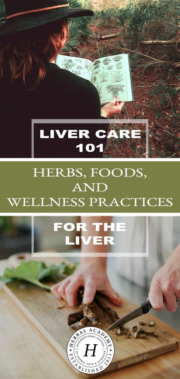 Liver Care 101: Herbs, Foods, And Wellness Practices For The Liver | Herbal Academy | The importance of holistic liver care cannot be underestimated. Here are some key herbal, dietary, and lifestyle practices to help support your liver.