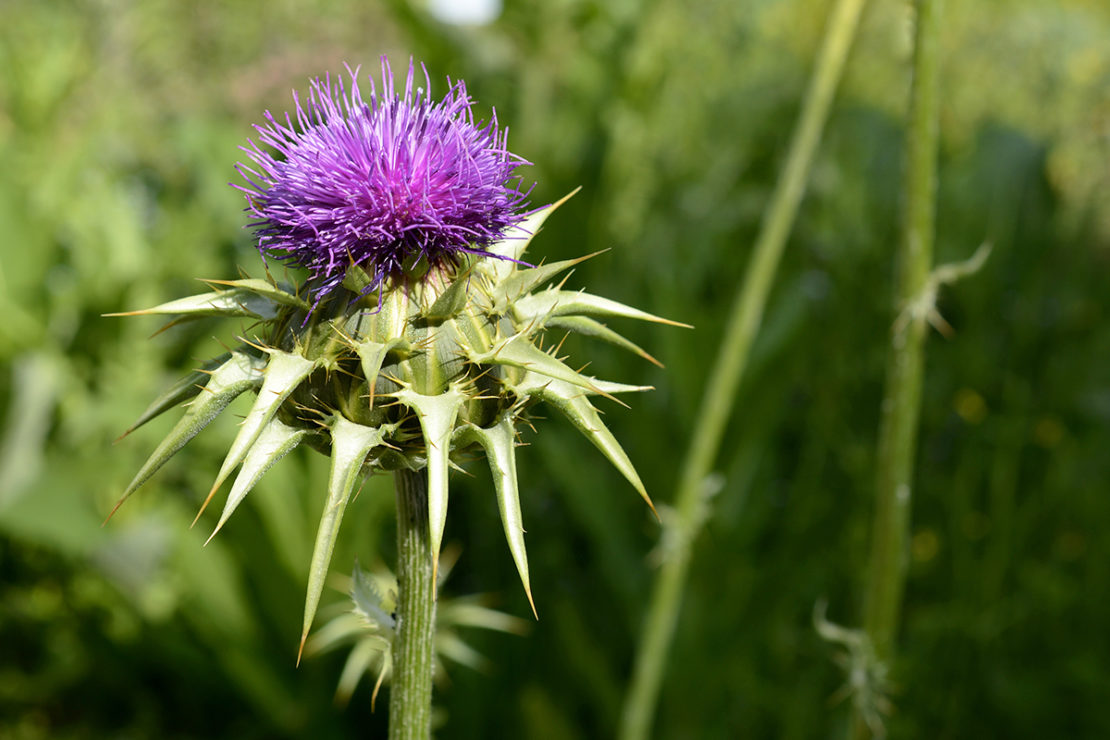 milk-thistle-a-liver-friendly-herb